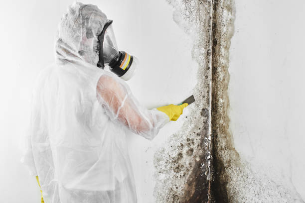 Best Asbestos and Lead Testing During Mold Inspection  in Stony Prairie, OH